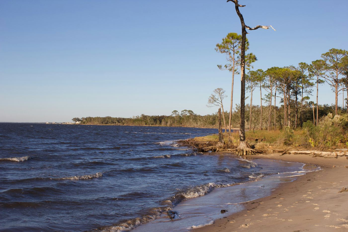 Pine trees along a calm stretch of Florida bay water